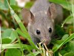 Чем отпугнуть мышей, чтобы избавиться раз и навсегда?
